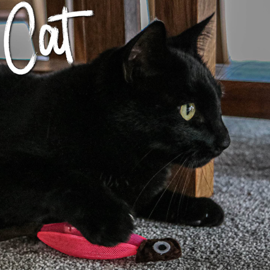 Fish cat toy